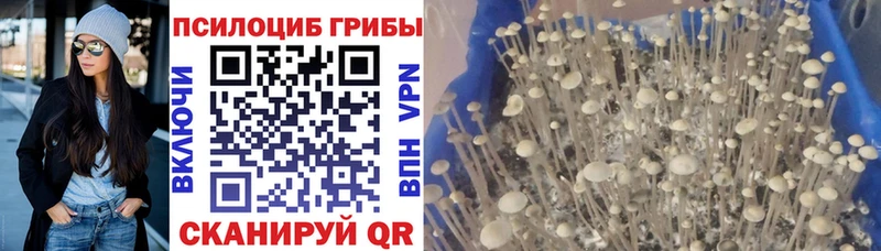 Галлюциногенные грибы мицелий  мега зеркало  Мценск  как найти наркотики 